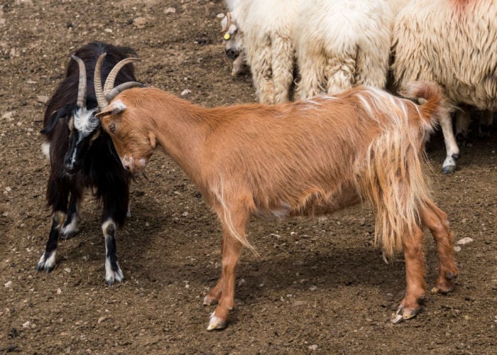 aggressive goat behavior