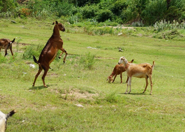 aggressive goat breeds