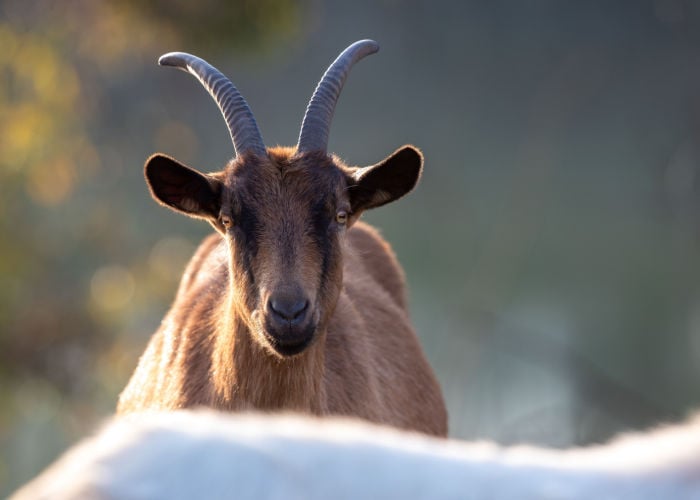 alpine goats outdoors