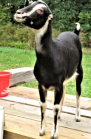 american lamancha goat size appearance
