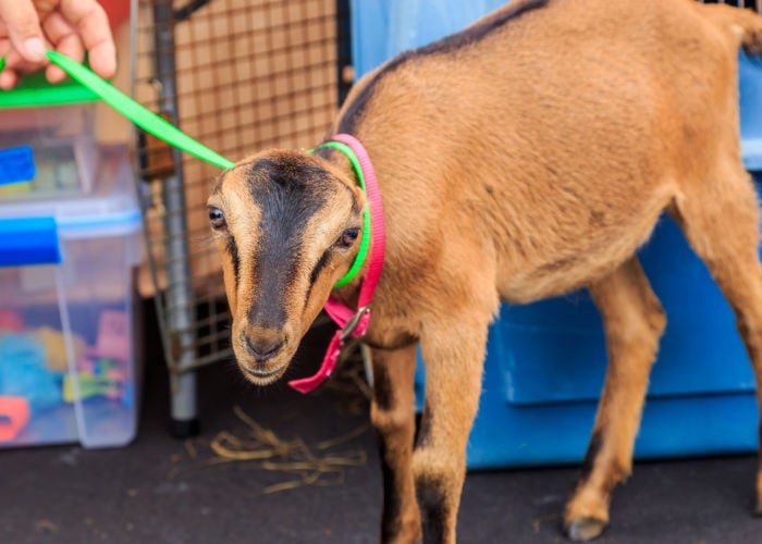 american lamancha goat
