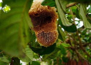 bee nest in garden