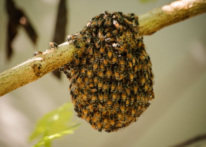 bee nest in the garden management