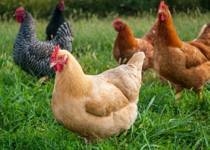 Best egg laying chicken breeds in Philippines