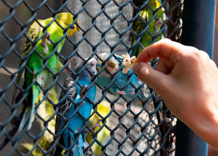 bird sitter feeding birds in a cage