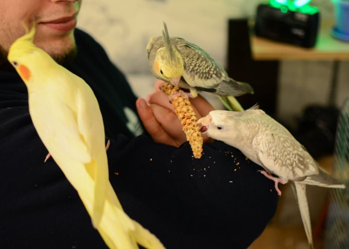 bird sitter feeding birds