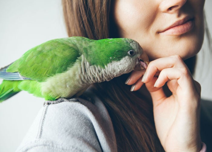 birds and your playtime outside of the cage
