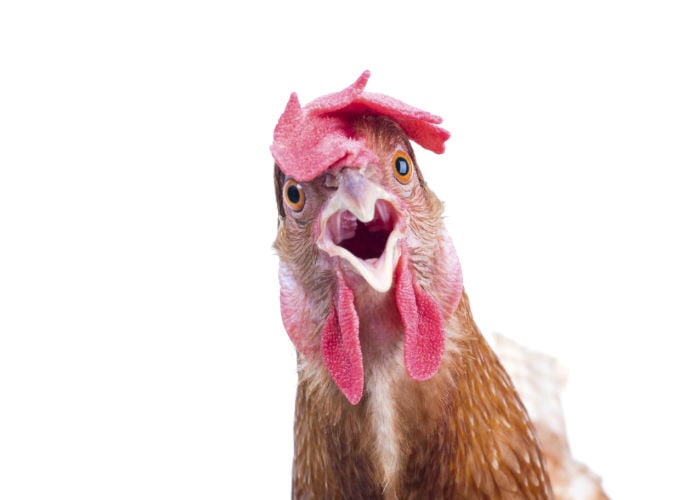 do chickens have tongues - chicken with open mouth