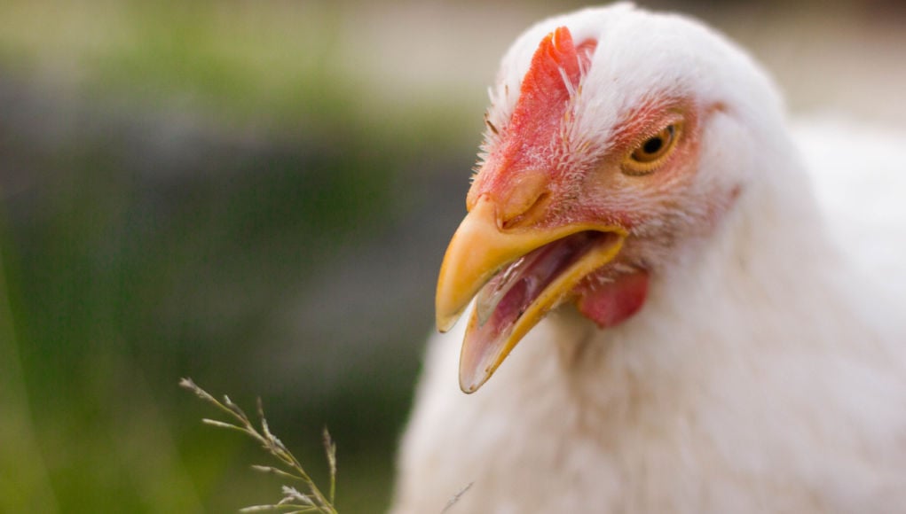 A yawning chicken; its mouth open