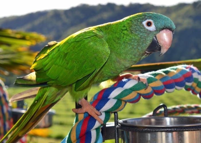 how long should a bird be out of its cage