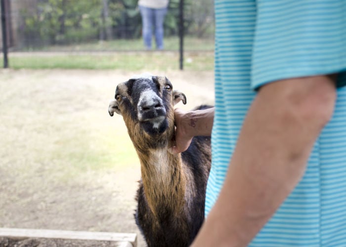 how to raise capra lamancha