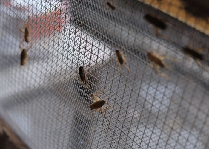 keeping bug pests out of birdcage