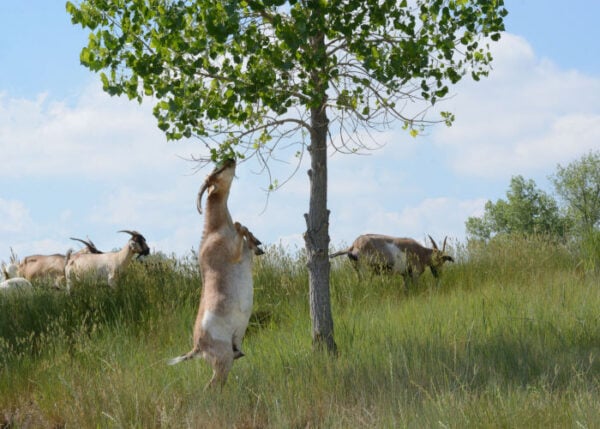 Kiko Goats: Everything You Need to Know About This Breed