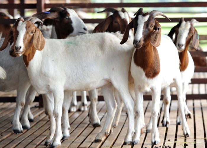 most aggressive goat breeds