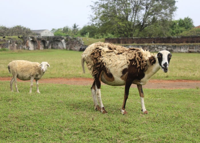 pregnant goat with kid - possible cause ot teeth grinding in goats