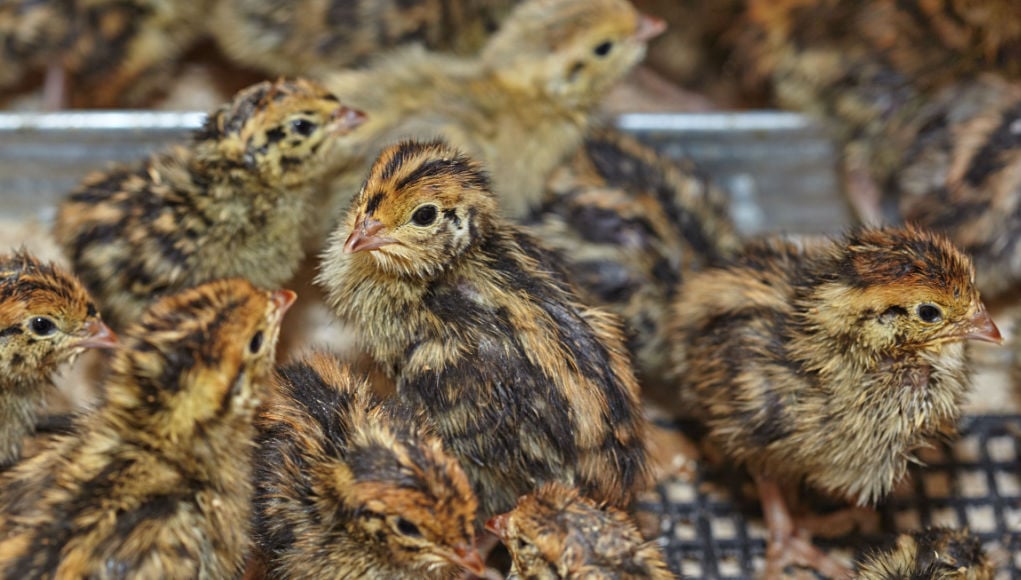 raising quails and bantams