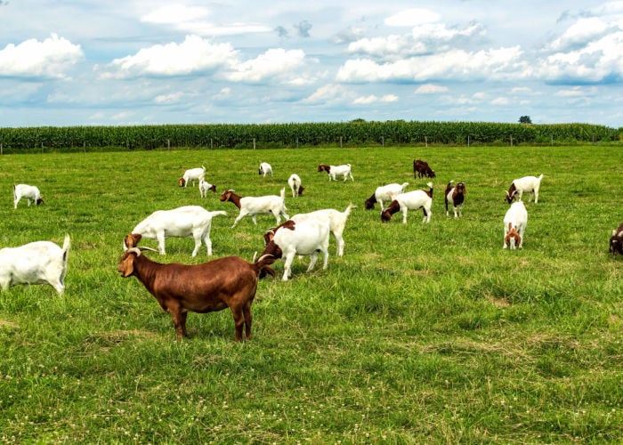 rangeland goat boer hybrid