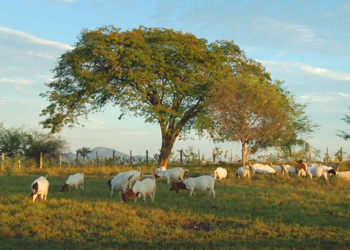 rangeland goat feeding