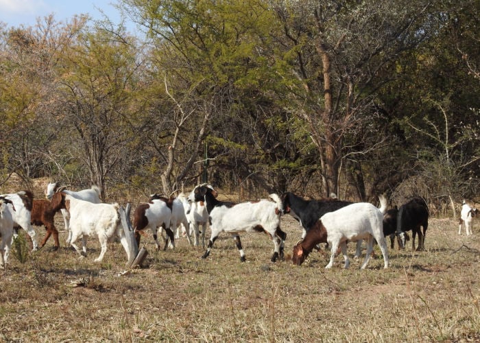 rangeland goat in the field