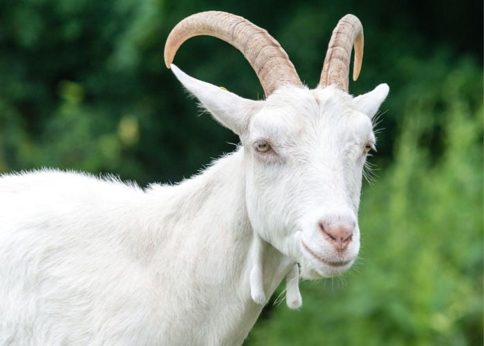 saanen goat with horns