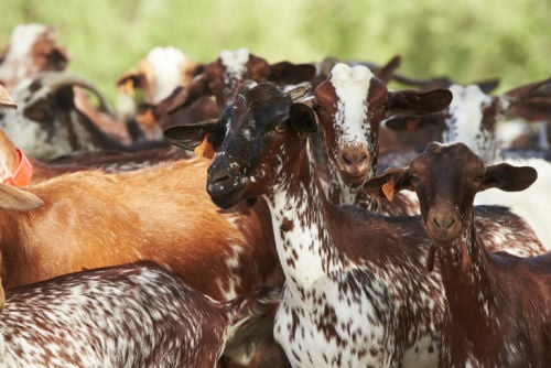 spanish goat herd