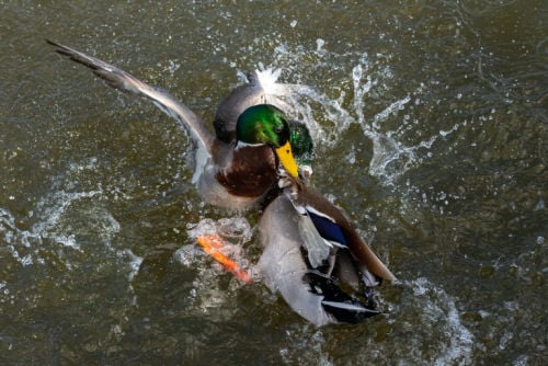 two drakes fighting in the water