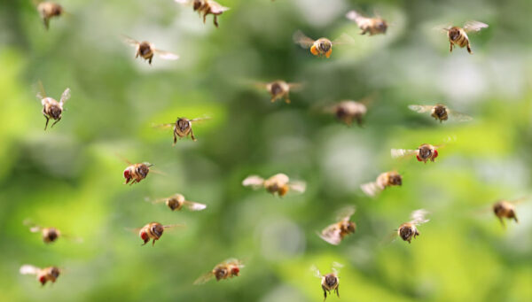 Types of Bees You Need to Know About - The Happy Chicken Coop