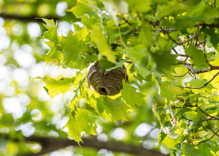 what to do with bee nest in the garden
