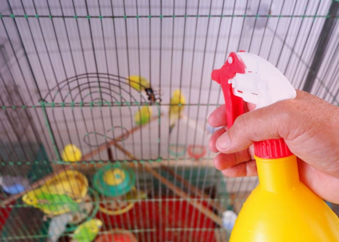 what to instruct a bird sitter about shower