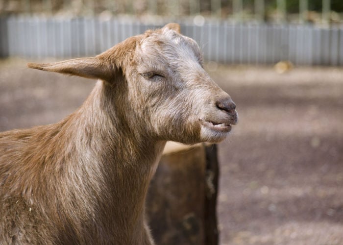 why do goats grind their teeth - young goat_kid closeup