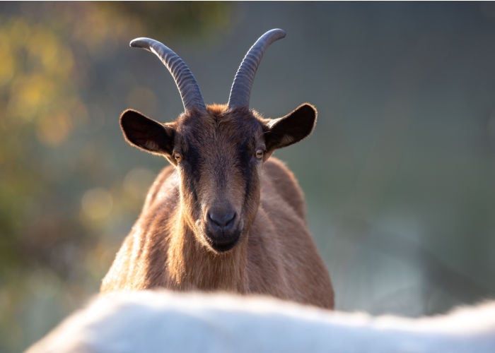 Alpine goat: Best goats for clearing brush