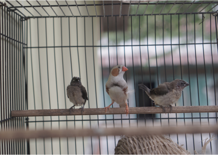 Bird Cage Cover For Night - Breathable Washable Parrot Cage Cover With Zipper Design