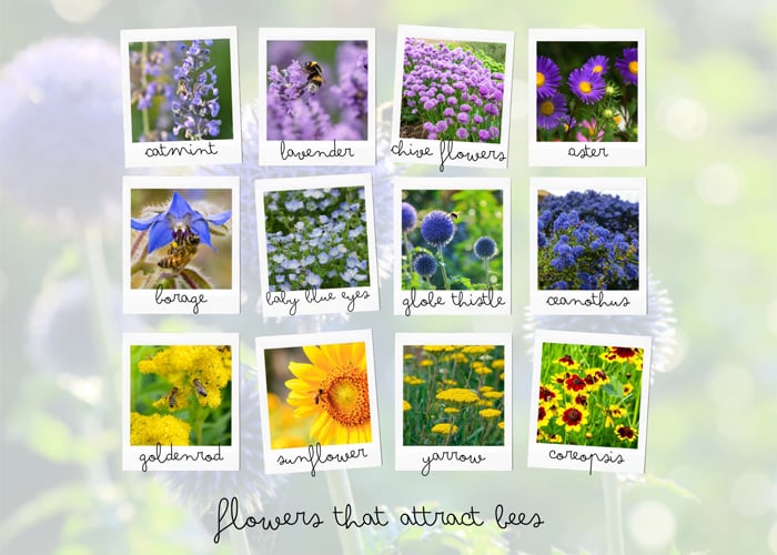 Flowers that attract bees