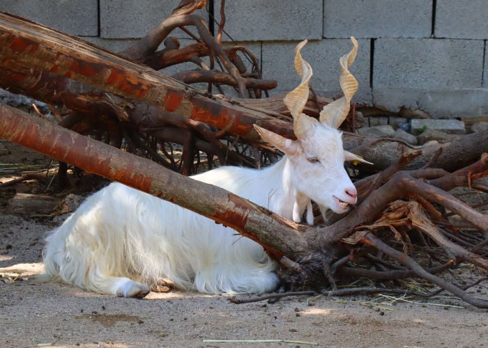 How to care for a girgentana goat