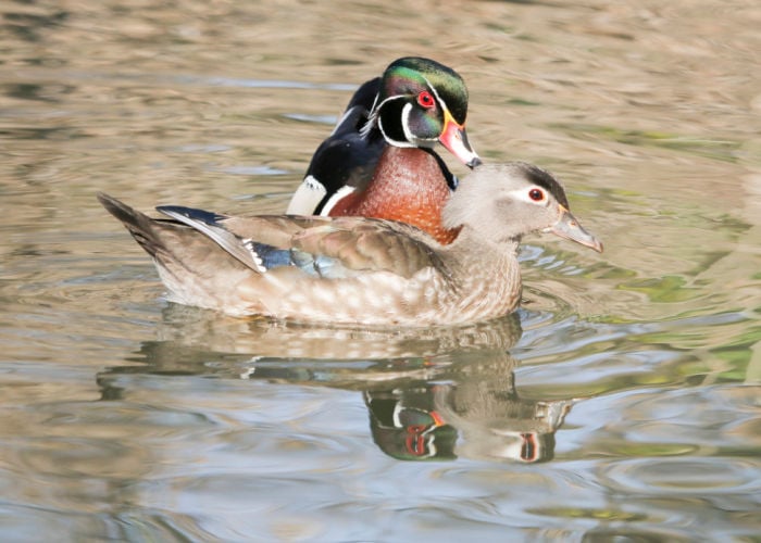 Courting after these ducks chase each other