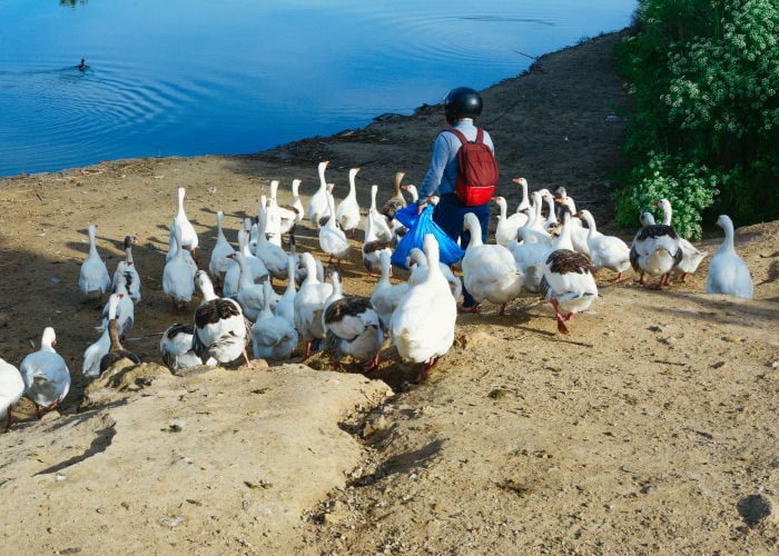 How to know if a duck likes you