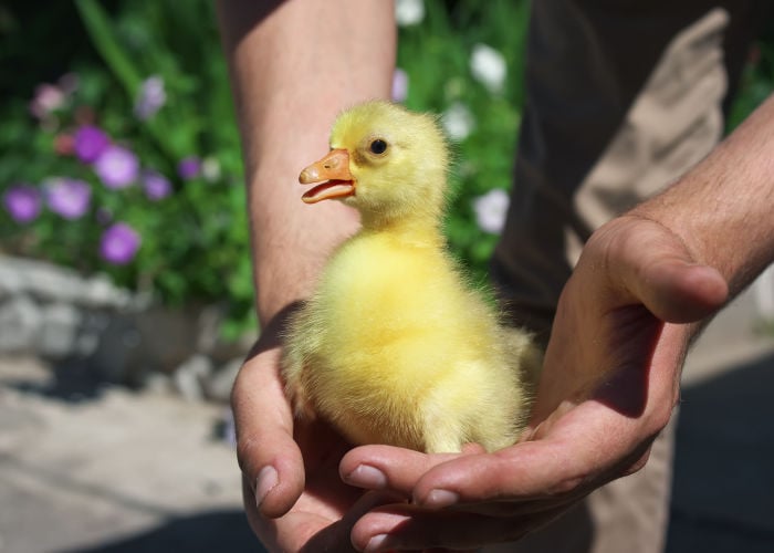 How to tame a baby duck