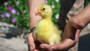 How to Tell If a Duck Likes You: 8 Ways A Duck Shows Affection