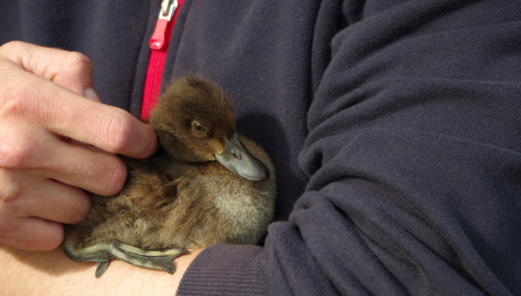 How to tell if a duck likes you: Petting