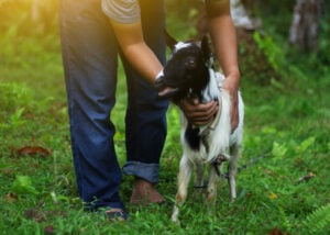 Raising a goat