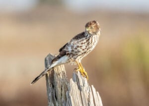 Sharp-Shinned Hawk - chicken hawk