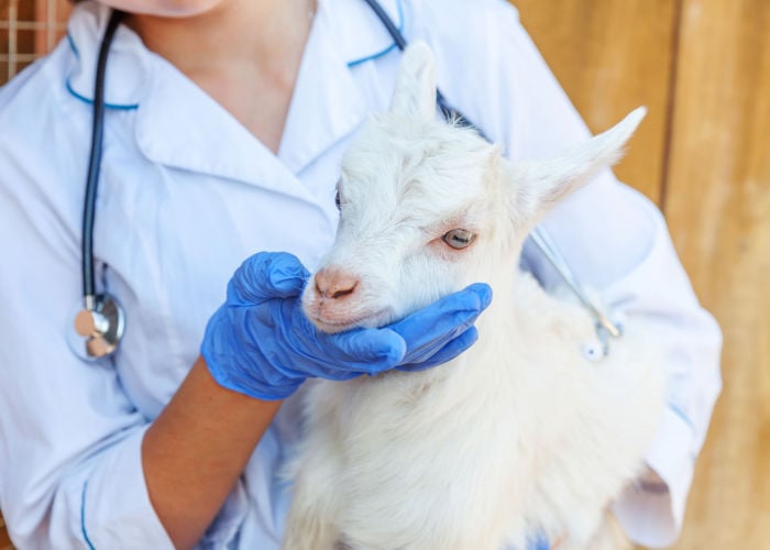 Tetanus in Goats Treatment