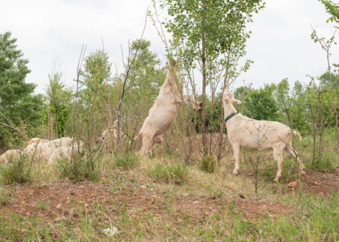 Best goats for land clearing