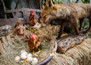 Preparing for Spring Predators