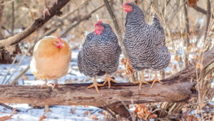 chicken roosting bar ideas featured image