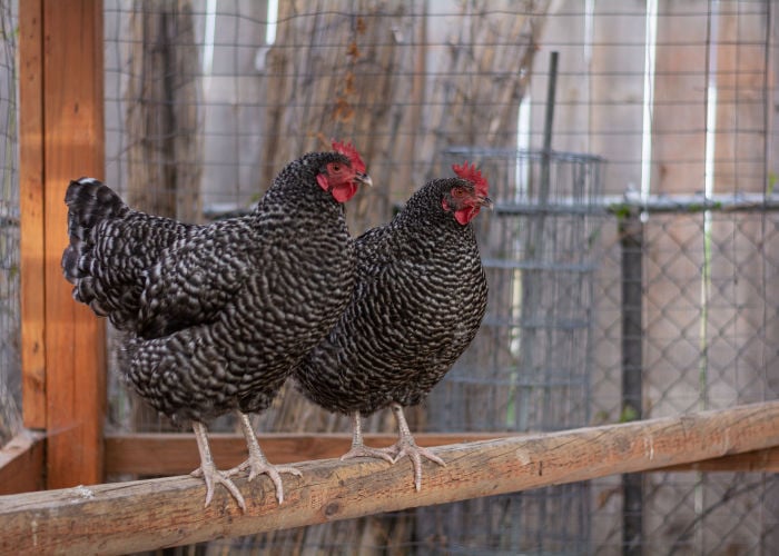 chickens roost outside the coop - chicken roosting bar ideas