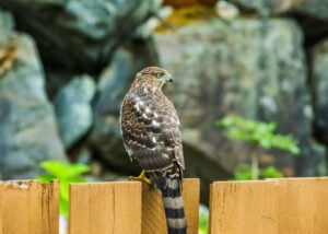 cooper's hawk - chicken hawks