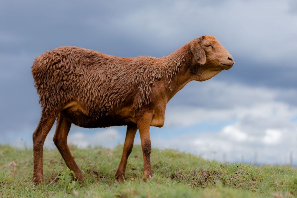 maasai red sheep from kenya