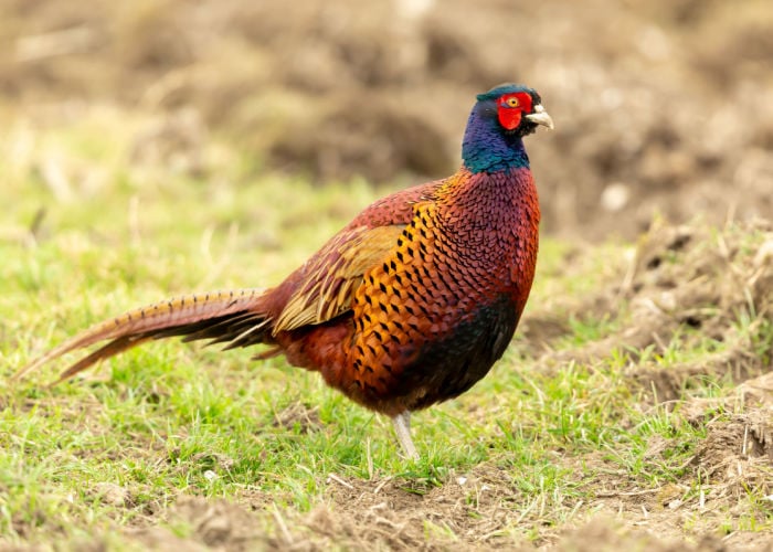 raising pheasants vs quails