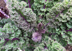 red russian kale for chickens